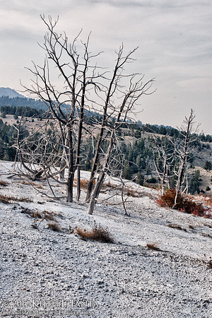 Calcified Tree