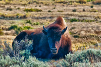Lamar Valley Bison