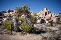 Joshua Trees Posing