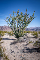 The Ocotillo