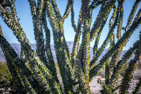 The Ocotillo