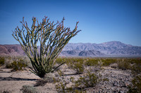 The Ocotillo